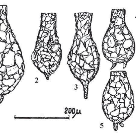 Different specimens of Difflugia elegans from C. Ogden's SEM ...