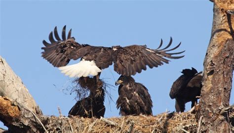 How Do Eagles Learn To Fly? | Animals - mom.me