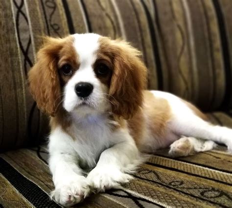 Trinity, the Cavalier King Charles Spaniel puppy for sale by Wuuff ...