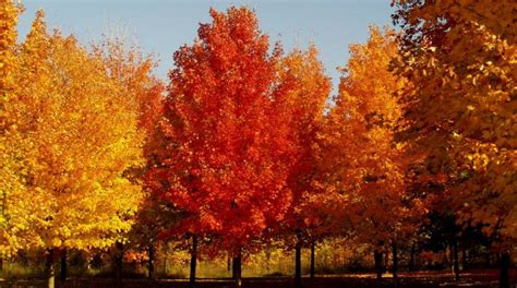 How to Properly Care for Maple Trees in North Texas | Treenewal