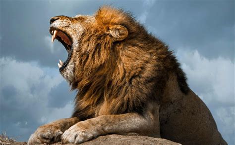 Watch A 'Real-Life Simba' Mount A Rock And Let Out An Epic Roar - A-Z ...