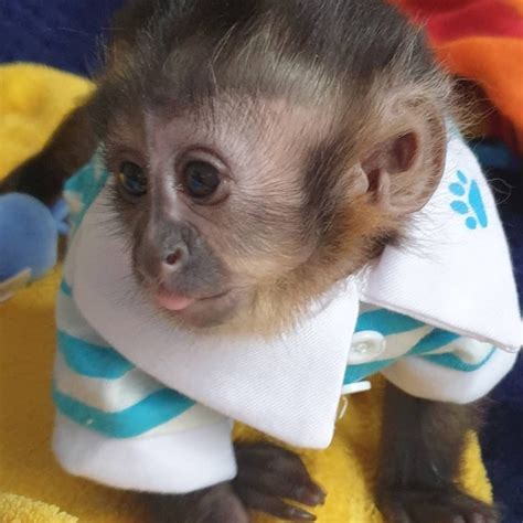 AWESOME CAPUCHIN MONKEY FOR ADOPTION. PHOENIX For sale Flagstaff:Sedona ...