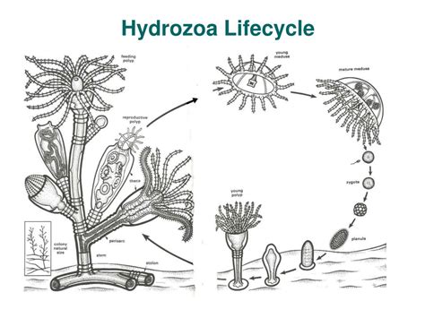 PPT - Marine Invertebrate Zoology PowerPoint Presentation, free ...