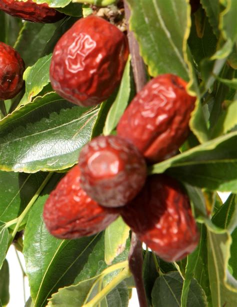 Li Jujube Tree | Specialty Fruits | Ison's Nursery & Vineyard