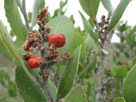 Rhus integrifolia Calflora