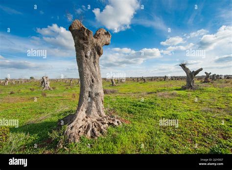 olive trees trunks affected by xylella fastidiosa ready for removal ...