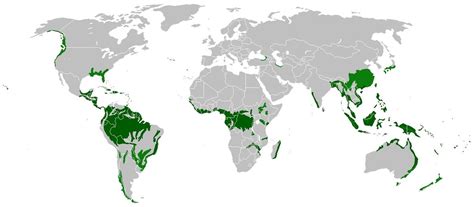 What Percent Of The Earth Is Rainforest - The Earth Images Revimage.Org