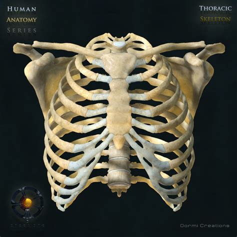 Anatomy Of Chest Bone : Human Anatomy Detail Of Chest And Shoulder ...