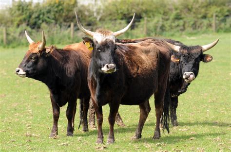 Scientists seek to resurrect the aurochs, the extinct beast that ...