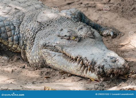 Hungry Aggressive Crocodile Ambush in the Sand at the Crocodile Farm ...