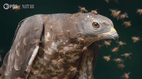 Crested honey buzzards feast on bee and wasp larvae – The Kid Should ...