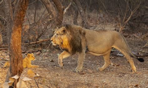 Sasan Gir National Park Wildlife Safari | Gir National Park Information