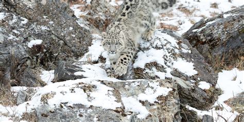 Snow Leopard Habitat