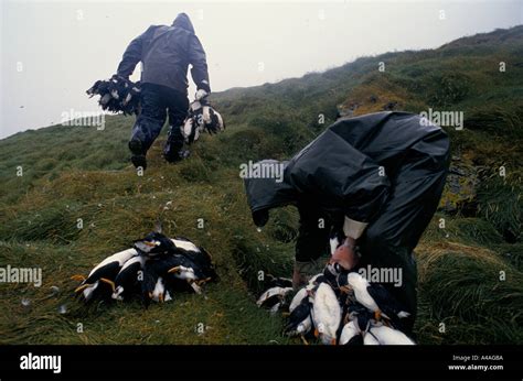 WESTMANN ISLANDS, ICELAND, JULY 1993: Puffin Hunting: The hunters carry ...