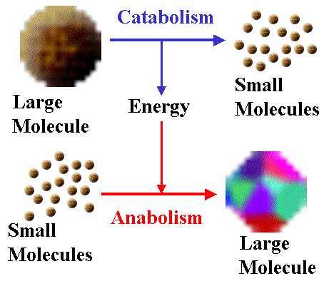 Opinions on Anabolism