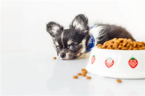 How To Find The Right Dog Food For A Chihuahua