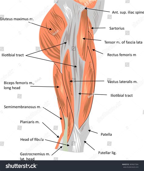 6,669 Anatomy Hip Muscles Images, Stock Photos & Vectors | Shutterstock