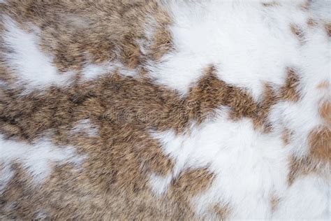 Animal fur texture- rabbit stock image. Image of skin, fauna - 371483