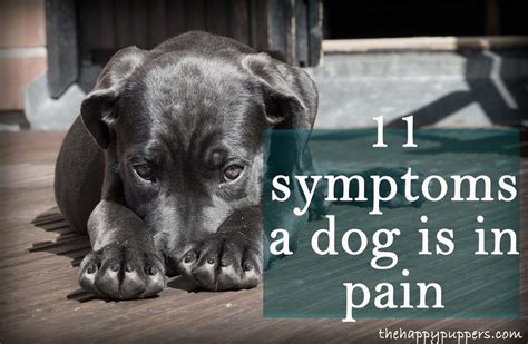 18 signs, a dog is in pain | The Happy Puppers