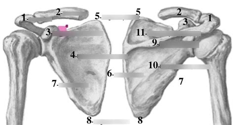 Ceinture scapulaire Diagram | Quizlet