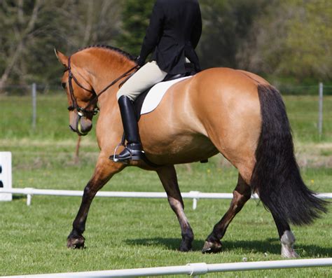 Everything You Need to Know About Buckskin Horses