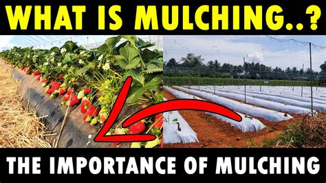 MULCHING - New Agriculture Technology | What is Mulching | Benefits of ...