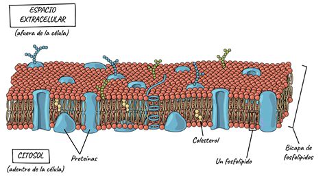 Microbiologia Celula Procariota Membrana Celular Citoplasma | Porn Sex ...