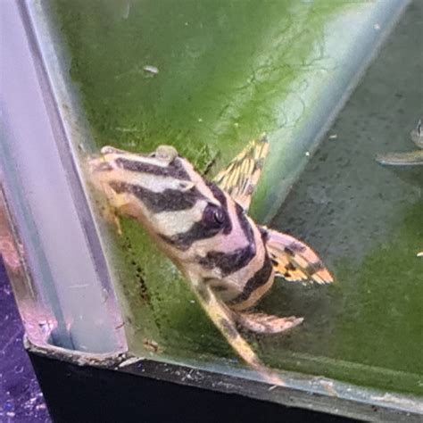 L134 Leopard Frog Pleco 6cm – Nano Tanks Australia Aquarium Shop