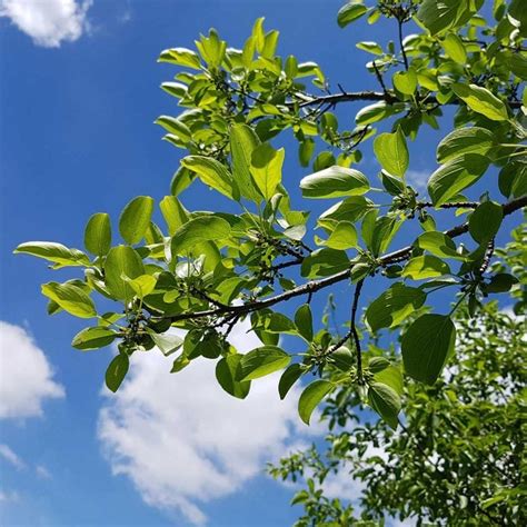 How to Get Rid of Buckthorn | The Family Handyman