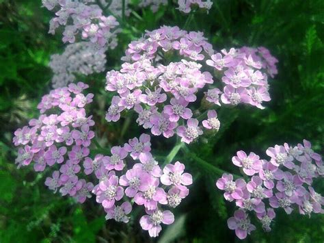 Achillea | Plants, Achillea