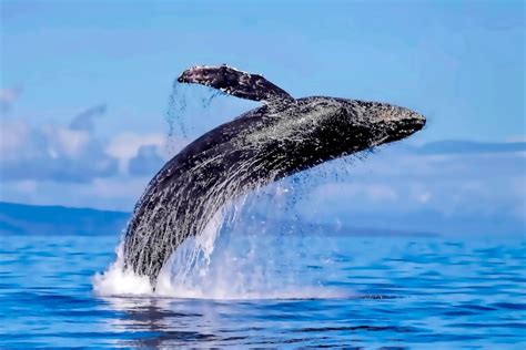 Maui Whale Watching for Beginners (Best Tours, FAQ, and More!)