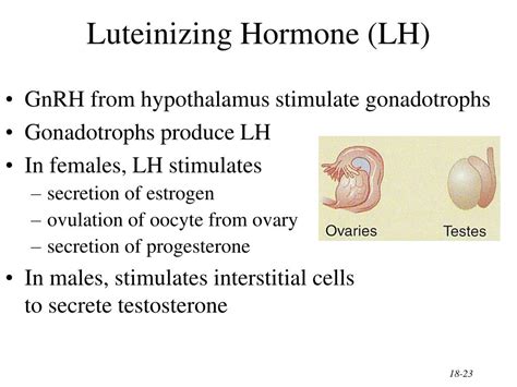 PPT - The Endocrine System General Functions of Hormones PowerPoint ...