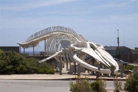 Blue Whale Skeleton | Blue whale, Animal skeletons, Whale