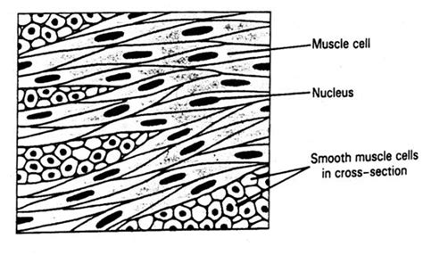 Muscle Tissue Drawing at PaintingValley.com | Explore collection of ...