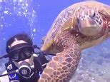 'Meet my new friend Tortuga': Salma Hayek goes scuba diving | Daily ...