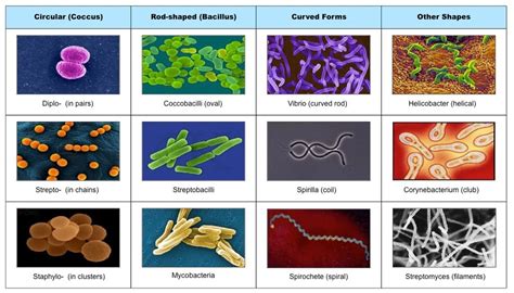 Organism Examples - GCSE Bio