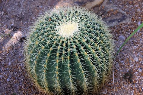 Golden Barrel Cactus image - Free stock photo - Public Domain photo ...