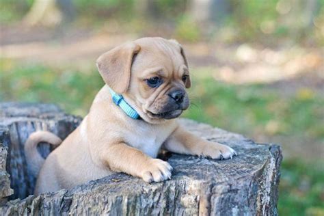 Ace - Puggle Puppy for adoption - 7 weeks old for Sale in ...