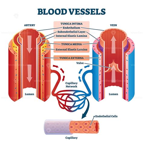 Blood vessels with artery and vein internal structure vector ...