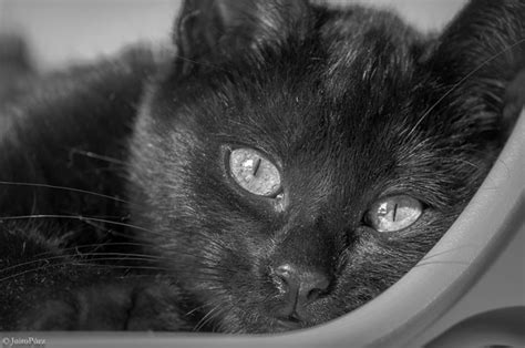 Bombay Cat Breeds: All You Need to Know