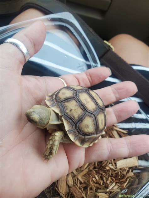 My New Sulcata Baby | Tortoise Forum