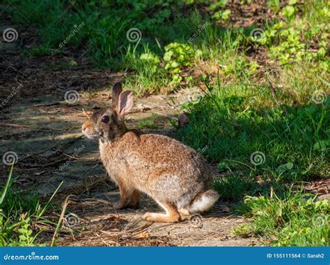 Rabbit Coney Stock Photos - Download 1,528 Royalty Free Photos