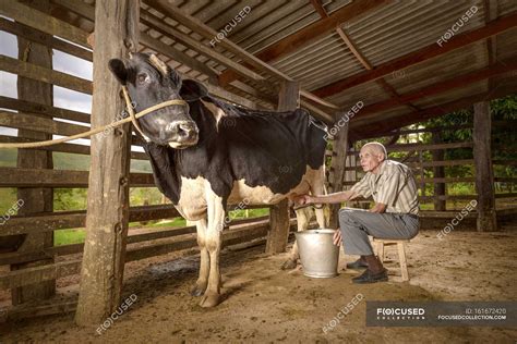 Senior man milking cow in barn. — farm animal, one person - Stock Photo ...