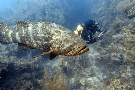 David and the Gentle Giant Fish: Goliath Grouper | by U.S. Fish and ...