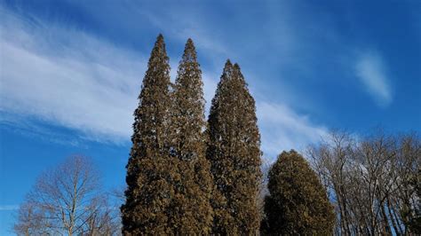 Are Cedar Trees Safe For Dogs