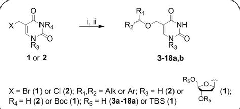 Synthesis of 5-modified thymines and thymidines: (i) appropriate ...