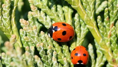 What Types of Ladybugs Are There? | Sciencing