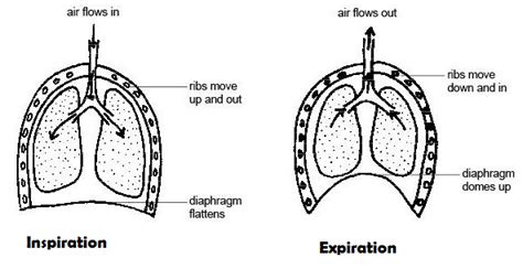 Draw and label the diagram of inspiration and expiration stage of breathing