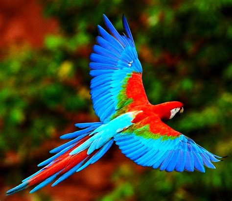 Birds of the World: Red-and-green macaw