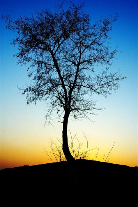 Sunset tree silhouette stock image. Image of graceful - 4131357